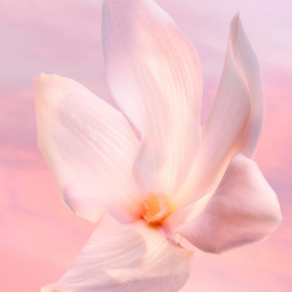 LA VIE EST BELLE VANILLE NUDE profumo EDP · Acquistare Online al