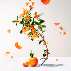 FLEUR D’OSMANTHUS eau fraîche parfumée
