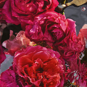 AQUA ALLEGORIA ROSA ROSSA FORTE
