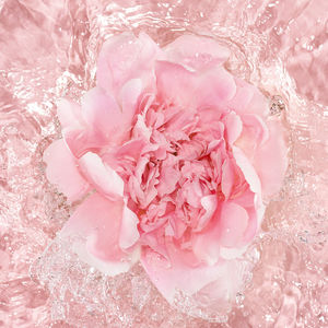 LA PETIT ROBE NOIRE L’EAU ROSE