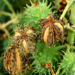 クレーム ド コール ナリッシング ドライ ボディ オイル