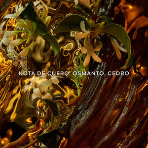 ABSOLUS ALLEGORIA CUIR INTENSE