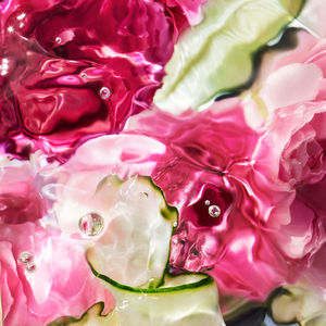 AQUA ALLEGORIA ROSA VERDE