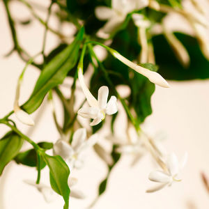COLEÇÃO PARTICULAR bastões de fragrância SWEET JASMINE