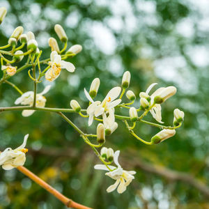 MORINGA gel de ducha