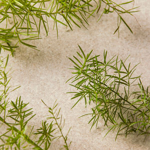 TEA TREE Gesichtsreiniger