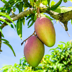 Peeling cukrowy do ciała MANGO