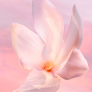 LA VIE EST BELLE VANILLE NUDE