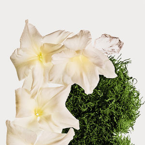 CK COTTON MUSK body mist