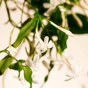 PRYWATNA KOLEKCJA Świeca zapachowa SWEET JASMINE