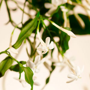 COLEÇÃO PARTICULAR perfume para casa SWEET JASMINE