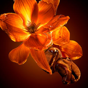 THE SCENT FOR HER INTENSE