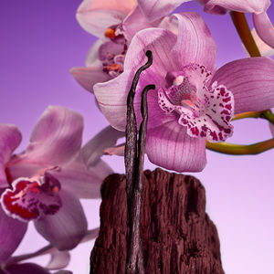 EUPHORIA BOLD ELIXIR