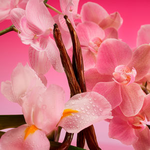 EUPHORIA MAGNETIC ELIXIR