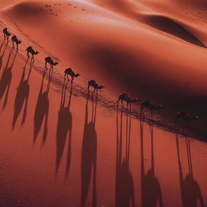 ABSOLUS ALLEGORIA TABAC SAHARA