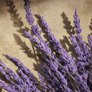 DEVOTION POUR HOMME PARFUM-ETUI