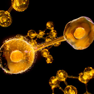 EXCELLAGE eye contour