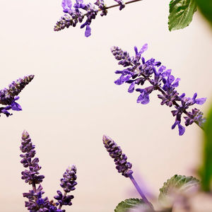 THE RITUAL OF NAMASTE anti-ageing lightweight moisturiser