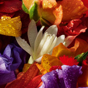 ÉTUI AQUA ALLEGORIA FLORABLOOM FORTE