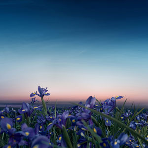 L’HEURE BLEUE