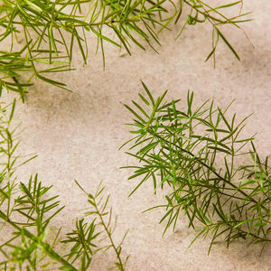 TEA TREE limpiador facial
