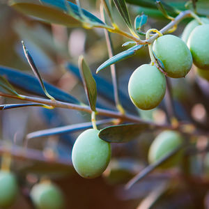 MIDNIGHT RECOVERY BOTANICAL cleansing oil