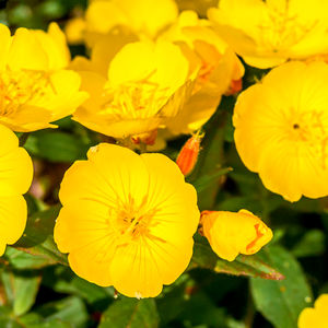 MIDNIGHT RECOVERY BOTANICAL cleansing oil