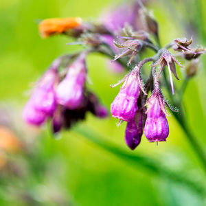 CALENDULA herbal extract toner alcohol free