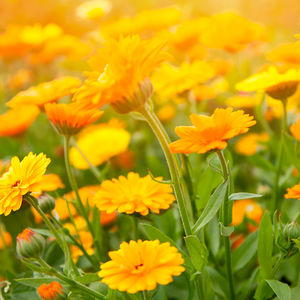 CALENDULA deep cleansing foaming face wash